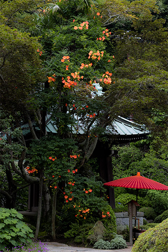 鎌倉　海蔵寺のノウゼンカズラ