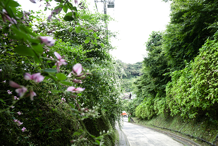 鎌倉 亀ヶ谷坂の萩