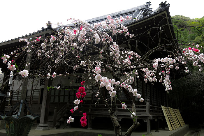鎌倉　安国論寺の源平枝垂れ桃
