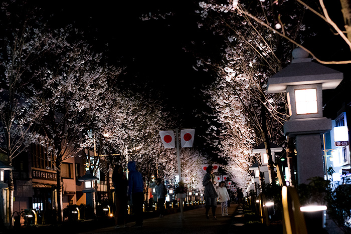 鎌倉　段葛の夜桜
