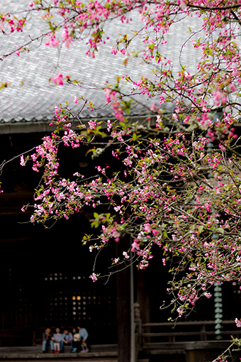 鎌倉　妙本寺の海棠