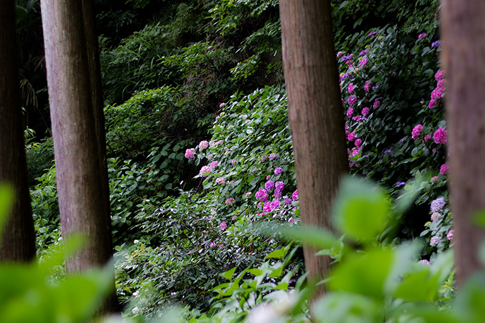 鎌倉　権五郎神社の紫陽花
