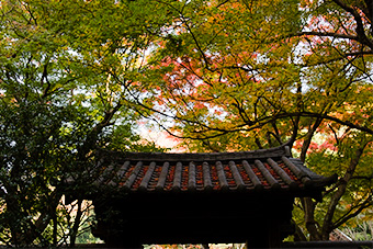 鎌倉　瑞泉寺の紅葉