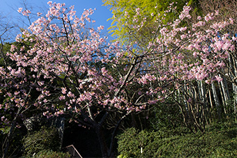 鎌倉　長谷寺の河津桜