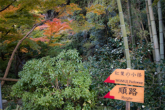 鎌倉　一条恵観山荘「紅葉の小径」