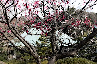 鎌倉　浄妙寺の梅