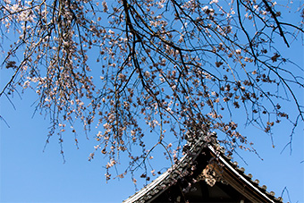 鎌倉　安国論寺の桜