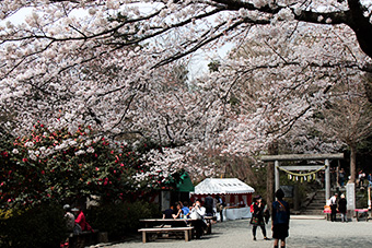 鎌倉　葛原岡神社の桜