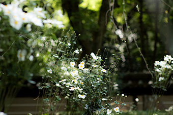 鎌倉　瑞泉寺の秋明菊