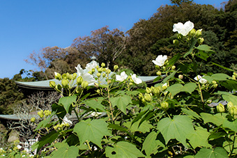 鎌倉　瑞泉寺の芙蓉