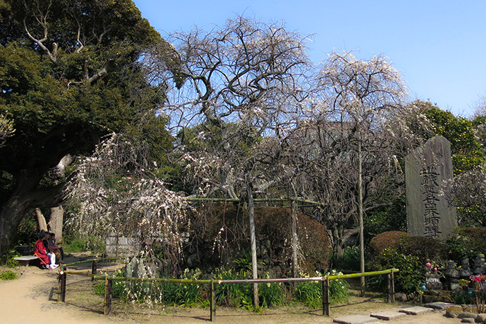 鎌倉　宝戒寺の枝垂れ梅