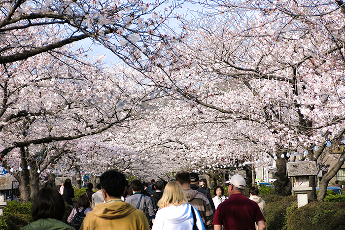 鎌倉　段葛の桜