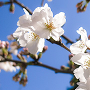 鎌倉　光明寺の桜