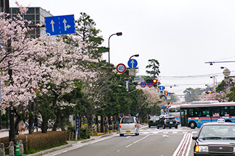 鎌倉　若宮大路の桜