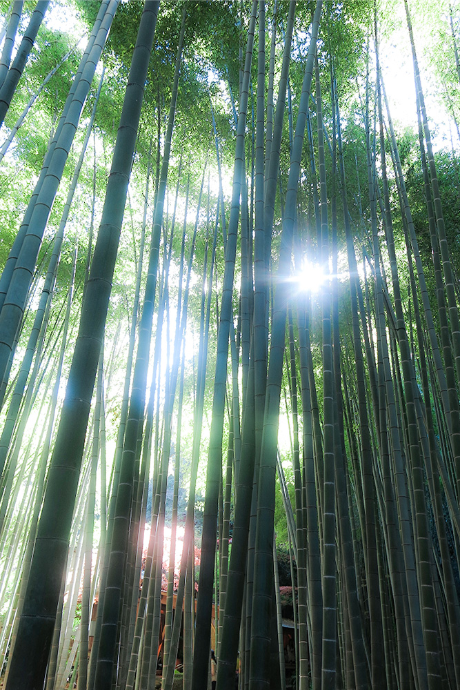 乙女ゴコロをぎゅーっとわしづかみにしちゃう竹の庭 報国寺 楽しい鎌倉
