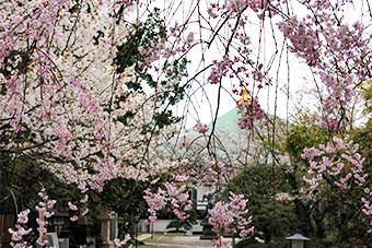 鎌倉　長勝寺の桜