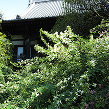 鎌倉　宝戒寺の萩