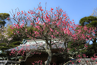 北鎌倉　東慶寺の梅