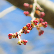 北鎌倉　明月院の枝垂れ桜