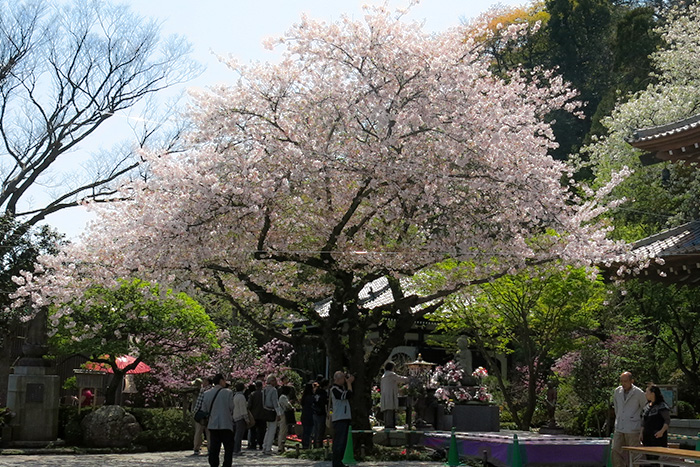 鎌倉　長谷寺の花まつり