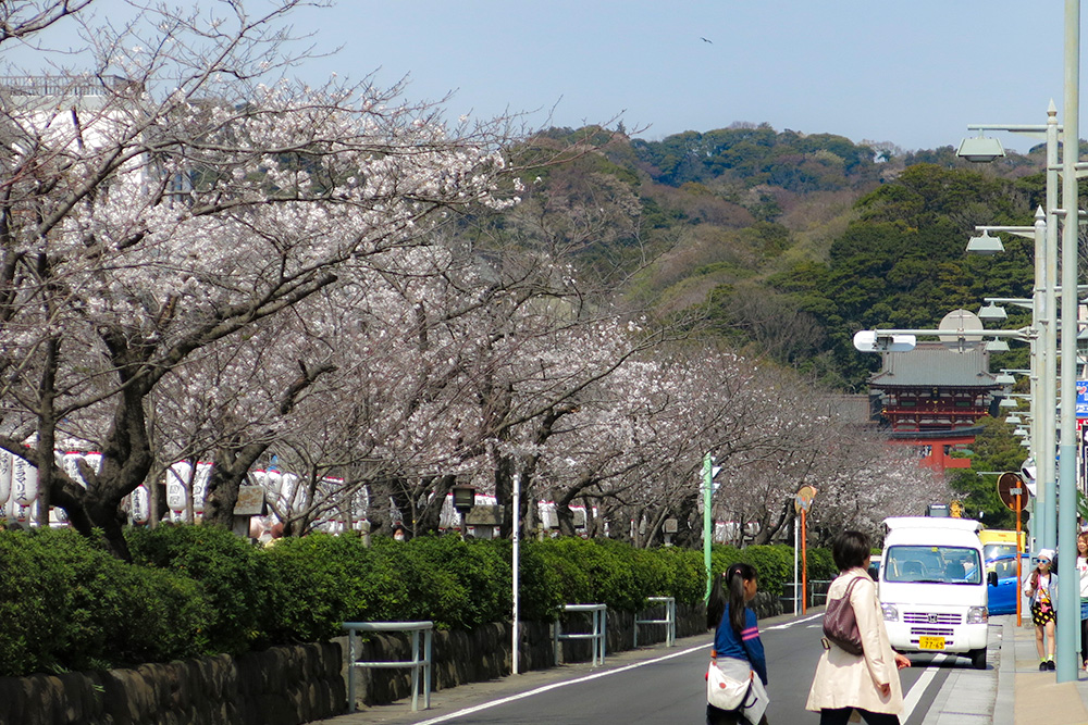 鶴岡八幡宮 源平池のほとりの桜が もうすぐ満開 楽しい鎌倉