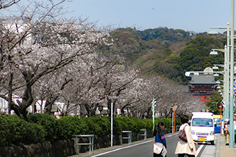 鎌倉　鶴岡八幡宮の桜