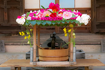 鎌倉　光則寺の花まつり