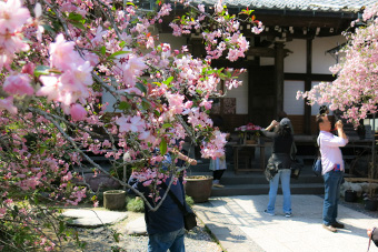 鎌倉　光則寺の花まつり