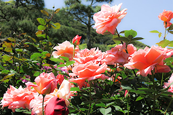 鎌倉文学館のバラ