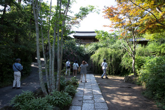 鎌倉　海蔵寺の萩