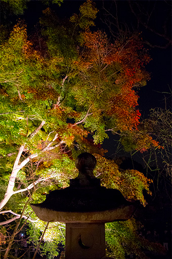 鎌倉　長谷寺の紅葉ライトアップ