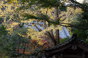 鎌倉　安国論寺の紅葉