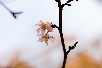 北鎌倉　東慶寺の寒桜