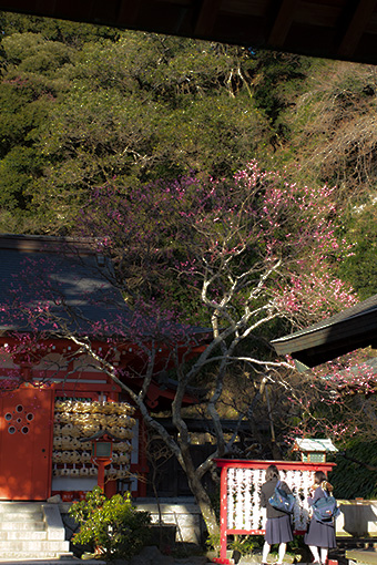 鎌倉　荏柄天神社の梅