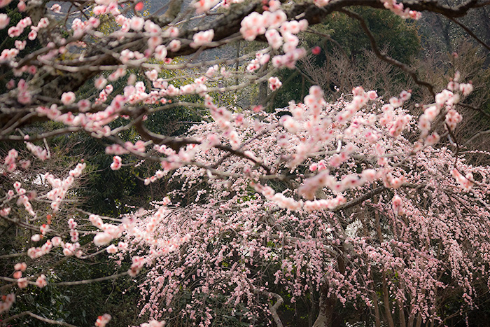 鎌倉　海蔵寺の梅