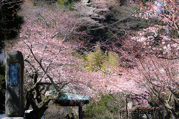 鎌倉長谷　光則寺の桜