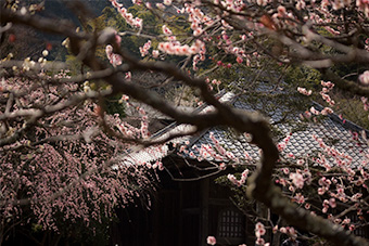 鎌倉　海蔵寺の梅