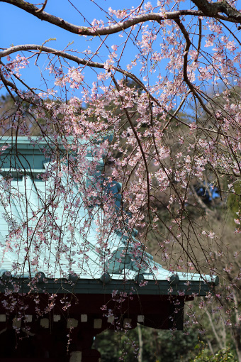 鎌倉長谷　光則寺の枝垂れ桜