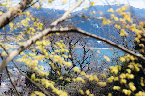 鎌倉長谷　光則寺の土牢からの眺望
