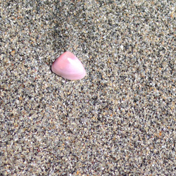 鎌倉　由比ヶ浜で見つけた桜貝