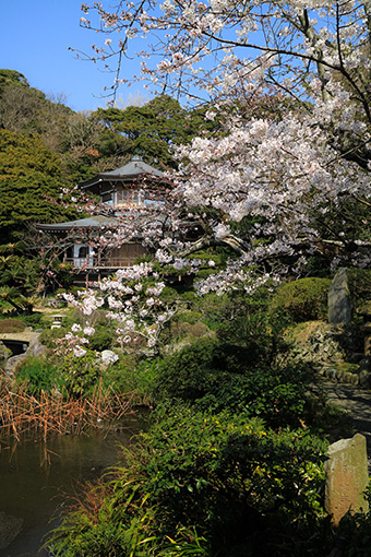 鎌倉　光明寺の記主庭園