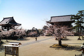 鎌倉　光明寺の境内