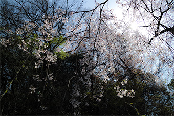 鎌倉　安国論寺山門前の枝垂れ桜