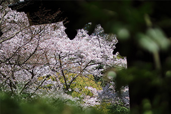 鎌倉　妙本寺の桜