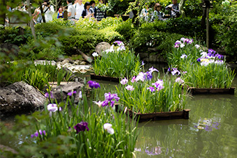 鎌倉　長谷寺の花筏