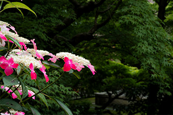 北鎌倉　長寿寺の紫陽花