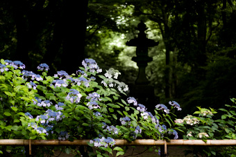 鎌倉　妙本寺の紫陽花