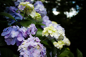 鎌倉　妙本寺の紫陽花