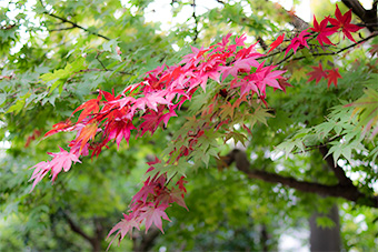 鎌倉の楓