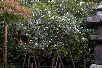 鎌倉　安国論寺の山茶花